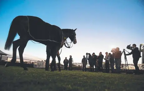  ?? Picture: AAP ?? MEDIA CALL: Winx is led around the mounting yard by her strapper after trackwork at Rosehill yesterday.