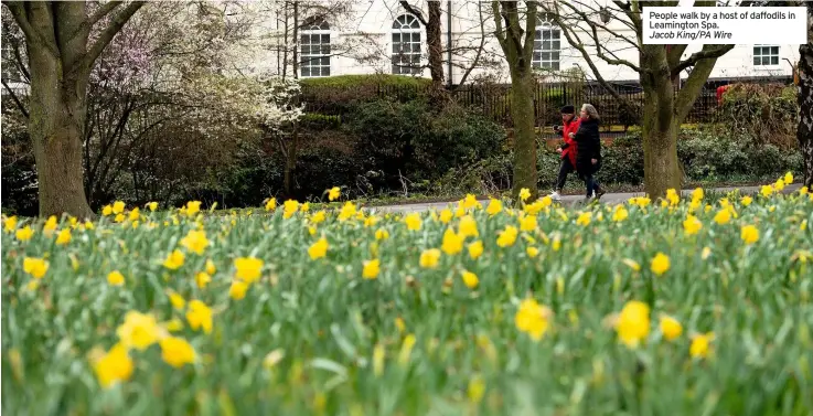  ?? Jacob King/pa Wire ?? People walk by a host of daffodils in Leamington Spa.