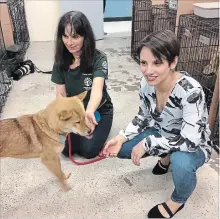  ?? SIDHARTHA BANERJEE THE CANADIAN PRESS ?? Meagan Duhamel and a Humane Society Internatio­nal volunteer with Sunny, one of more than 80 dogs rescued from South Korea, in Montreal.