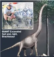  ??  ?? GIANT Excavated foot and, right, Brachiosau­r