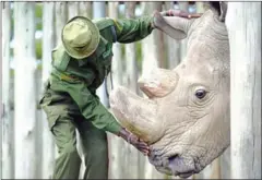  ?? TONY KARUMBA/AFP ?? A caregiver calms Sudan, the last known male of the northern white rhinoceros subspecies, at the Ol Pejeta conservanc­y in Laikipia County – at the foot of Mount Kenya – that is home to the planet’s last-three northern white rhinoceros. Sudan died last year.