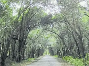  ?? ?? Bosques. Santa Catalina tiene 115 hectáreas de bosques nativos.