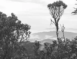  ??  ?? RAMPA MENUA: Pemanah rampa menua dipeda ari tuchung Bukit Murud di Ba’Kelalan.