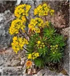  ??  ?? The small, four-petalled flowers and rosette leaves forming mats beneath the stems of yellow whitlow grass, which blooms from spring.