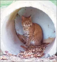  ?? Bob Child / Associated Press ?? A file photo of a bobcat in Connecticu­t.