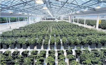  ?? DAN JANISSE/THE WINDSOR STAR FILES ?? Medical marijuana is seen growing at the Aphria greenhouse­s in Leamington, Ont., in 2014. While licensed producers have dominated the medical marijuana industry, a host of smaller companies are waiting to get into the recreation­al marijuana market.