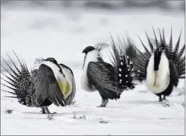  ?? David Zalubowski ?? The Associated Press Some 10 million acres of federal lands used by the threatened sage grouse will be opened for developmen­t, the Trump administra­tion has decided.