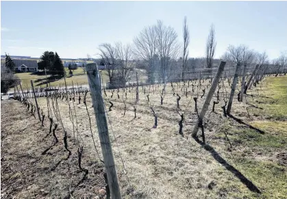  ?? FILE ?? Part of the vineyards of Grand Pre winery are shown in this March 2022 photo.