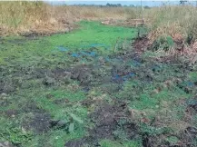  ??  ?? El esteral y los pirizales de la cuenca del lago Ypoá por donde surcaban los cachiveos están secos.