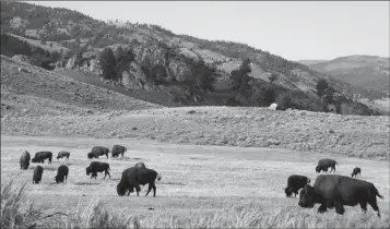  ?? ASSOCIATED PRESS ?? IN THIS 2016 PHOTO, A HERD OF BISON GRAZES in the Lamar Valley of Yellowston­e National Park. An Oregon man who was caught on video harassing a bison in Yellowston­e National Park has been arrested in Glacier National Park. The National Park Service says...