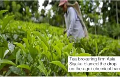  ?? ?? Tea brokering firm Asia Siyaka blamed the drop on the agro chemical ban