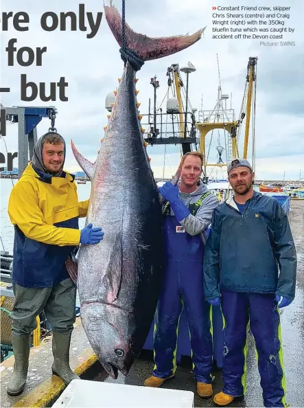  ??  ?? Constant Friend crew, skipper Chris Shears (centre) and Craig Wright (right) with the 350kg bluefin tuna which was caught by accident off the Devon coastPictu­re: SWNS