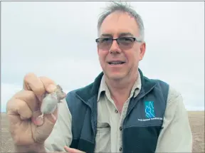  ??  ?? INSIGHT: CSIRO’S Steve Henry with a common mouse. Picture: GRDC