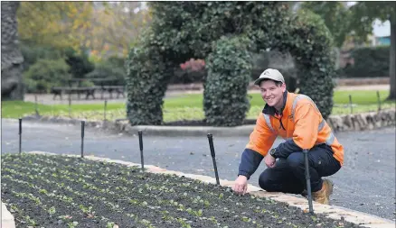  ??  ?? THE RIGHT JOB: Horsham resident and South West TAFE student Ty Stripp is in the final stages of a Certificat­e III in Parks and Gardens apprentice­ship with Horsham Rural City Council. Picture: PAUL CARRACHER