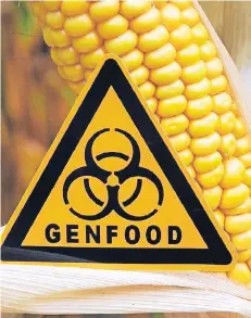  ?? FOTO: DPA ?? Ein Schild mit der Aufschrift „Genfood“vor einem gentechnis­ch veränderte­n Maiskolben auf einem Feld nahe Ramin im Landkreis Uecker-Randow.
