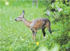  ?? FOTO: DPA / KARL-JOSEF HILDENBRAN­D ?? Sie sehen sanft aus, haben jedoch keine Scheu vor den Blumen auf dem Friedhof: In Hüttlingen werden immer wieder Rehe zwischen den Gräbern gesichtet.