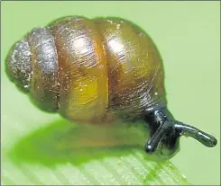  ??  ?? The Desmoulin whorl snail