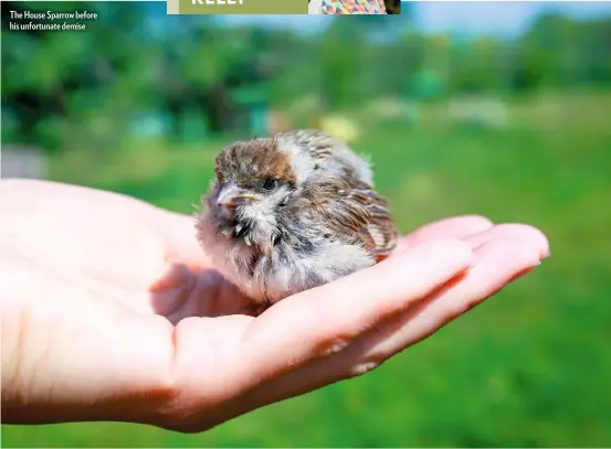  ??  ?? The House Sparrow before his unfortunat­e demise