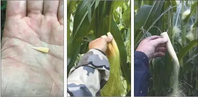  ?? Photos courtesy of Ag Advisory Services ?? A tale of three times. At left, a developing ear of corn in a Custer County field July 15, 2019. In the middle, ears of corn in the same field a year earlier, July 16, 2018. At right, doing its best to catch up, the same field July 29, 2019.