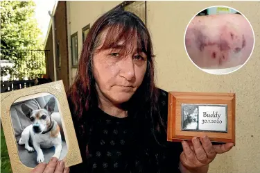  ?? MARTIN DE RUYTER/ STUFF ?? Jackie Galland with a photo and the ashes of her dog Buddy, who died of his injuries after he was attacked by another dog on her property. Galland suffered bites to her arm, inset, when she tried to stop the attack.