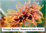  ?? ?? ‘Orange Beauty’ flowers on bare stems