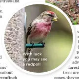  ??  ?? With luck you may see a redpoll