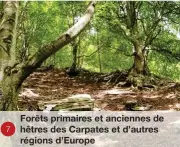  ?? ?? 7
Forêts primaires et anciennes de hêtres des Carpates et d’autres régions d’Europe