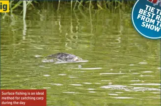  ??  ?? Surface fishing is an ideal method for catching carp during the day