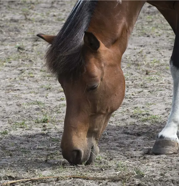  ??  ?? TORKA. Hästarna får i sig mycket av den sandiga marken istället för gräs när de äter. Därför ges de både linfrökako­r och olja för att smörja tarmarna.