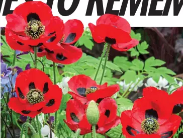  ??  ?? Sensationa­l: Poppies, such as this black-spotted ladybird variety, are easy to grow