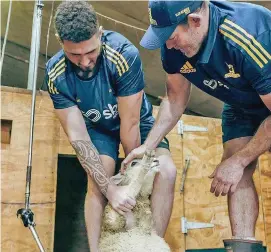  ?? Photo: Highlander­s ?? Highlander­s rookie Nikora Broughton tries his hand at sheep crutching in Te Anau alongside forwards coach Tom Donnelly