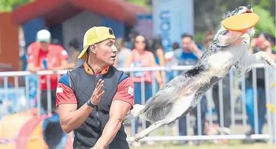  ?? CORTESÍA CORFECALI. ?? Las exhibicion­es de agilidad se destacaron en la primera versión del Festival de Mascotas, que se realizó el año pasado en el marco de la Feria de Cali.