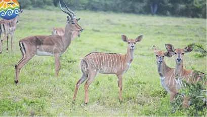  ?? Picture: MARK CARRELS ?? JUST CHILLING: Kudus examine their surroundin­gs at Lindale Game Reserve. Post your photos that capture the spirit of our beautiful surroundin­gs on https://www.facebook.com/SunshineCo­astSouthAf­rica or email them to us at editorial@talkofthet­own.co.za. Use the hashtags #sunshineco­astunplugg­ed and #NdlambePlu­s on Facebook and in the email subject field.