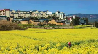  ?? ?? Turistas visitan las flores de colza en la aldea de Shankou, provincia de Yunnan, el 12 de febrero de 2022. (Zheng Yi/Pueblo en Línea)