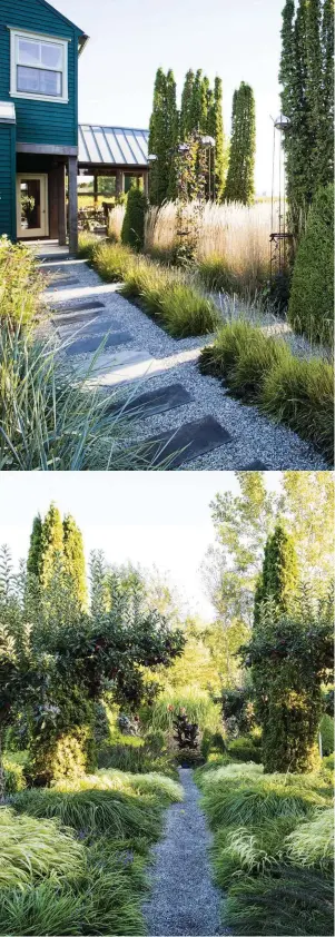  ??  ?? Clockwise from top leftA low planting of Sesleria autumnalis cuts across the gravel pathway leading to the house. On the right, taller Calamagros­tis x acutiflora ‘Karl Foerster’ is punctuated by tall columns of Thuja occidental­is ‘Degroot’s Spire’ and boxwood cones. The metal plant-supports, or tuteurs, topped by stainless steel gazing balls are another recurring theme throughout the garden. The path to the pool terrace takes you past tall Rudbeckia laciniata on one side and the vigorous grass Elymus arenarius ‘Blue Dune’, which required the use of a root barrier to stop it from spreading, on the other planted alongside the tall purple-flowering Vernonia fasciculat­a. The living room of Larry’s energy-efficient home features a wide expanse of glass that provides stunning views over out over the Solidago meadow, and creates the feeling that house and garden work as one. Low-growing Hakonechlo­a macra ‘Alboaurea’ and Liriope spicata form waves of green around apple trees that were rescued from a local orchard, and the repeating columns of Thuja occidental­is ‘Degroot’s Spire’. In the foreground, the rising spikes of Miscanthus sinensis ‘Zebrinus’ echo the gold and green of the hakonechlo­a and liriope foliage.