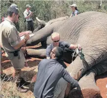  ??  ?? CAPTAIN JESSE PALUCH helps rangers on a private reserve to collar an elephant.