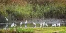  ??  ?? A flock of little egrets at the Marazion Marsh RSPB reserve in Cornwall. Photograph: Tony Mills/Alamy