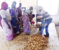  ??  ?? One of the benefittin­g groups process thier animal using cassava peels feeds