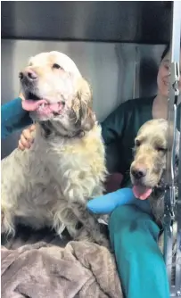  ??  ?? Two English Setters, Bertha and Marmalade, suffered shocks on the Northern Line tracks