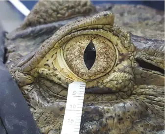  ??  ?? A researcher collects tears from a broad-snouted caiman