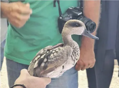  ?? Foto: Rathaus ?? Kleine Ente fest im Griff: Bevor es in die Freiheit geht, muss sie sich akklimatis­ieren.