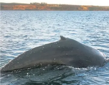  ??  ?? WELCOME BACK: The huge humpback whale is a regular visitor to the Firth of Forth.