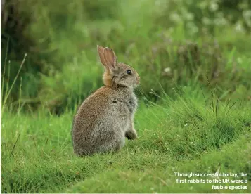  ??  ?? Though successful today, the first rabbits to the UK were a feeble species