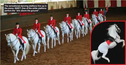  ??  ?? The sensationa­l dancing stallions line up in the arena. INSET: One of the white stallions perfors the “airs above the ground”.