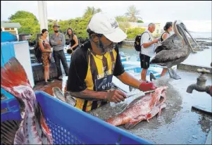  ??  ?? A fisherman cleans one of his catches under the watchful eye of a pelican at the Santa Cruz Fish Market. At left, a Galapagos tortoise, the largest living species of tortoise, roams a preserve on Santa Cruz Island. Below, a sea lion sits on a rock just...