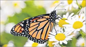  ??  ?? A monarch butterfly rests on daisies.