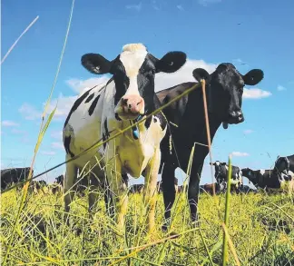  ?? Picture: ZOE PHILLIPS ?? Milk co-operative Murray Goulburn has cut its expected milk intake.