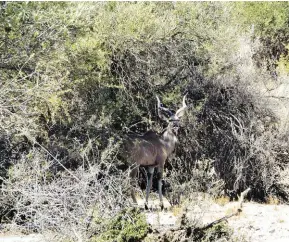  ??  ?? Hierdie twee foto’s illustreer mooi hoe koedoes tydens die warm deel van die dag op die rand van kalkpanne onder karee- en olienhoutb­ome teen die hitte skuil. Op die foto regs steek ’n koei se bene en lyf agter die bosse uit. Regs van haar lê nog een verskuil.