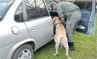  ?? GendarmerÍ­a ?? Los gendarmes utilizaron perros adiestrado­s para descubrir la droga