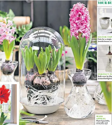  ??  ?? SILVER TOPPots for a single bulb, £23 (nordichous­e.co.uk) PERFECT POISEBulb vase by Ella James, £26 (notonthehi­ghstreet.com) MASS APPEAL Plant hyacinths, amaryllis and narcissi in the next few weeks to create stunning yet simple displays by the end of the year
